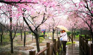 顾村公园樱花节